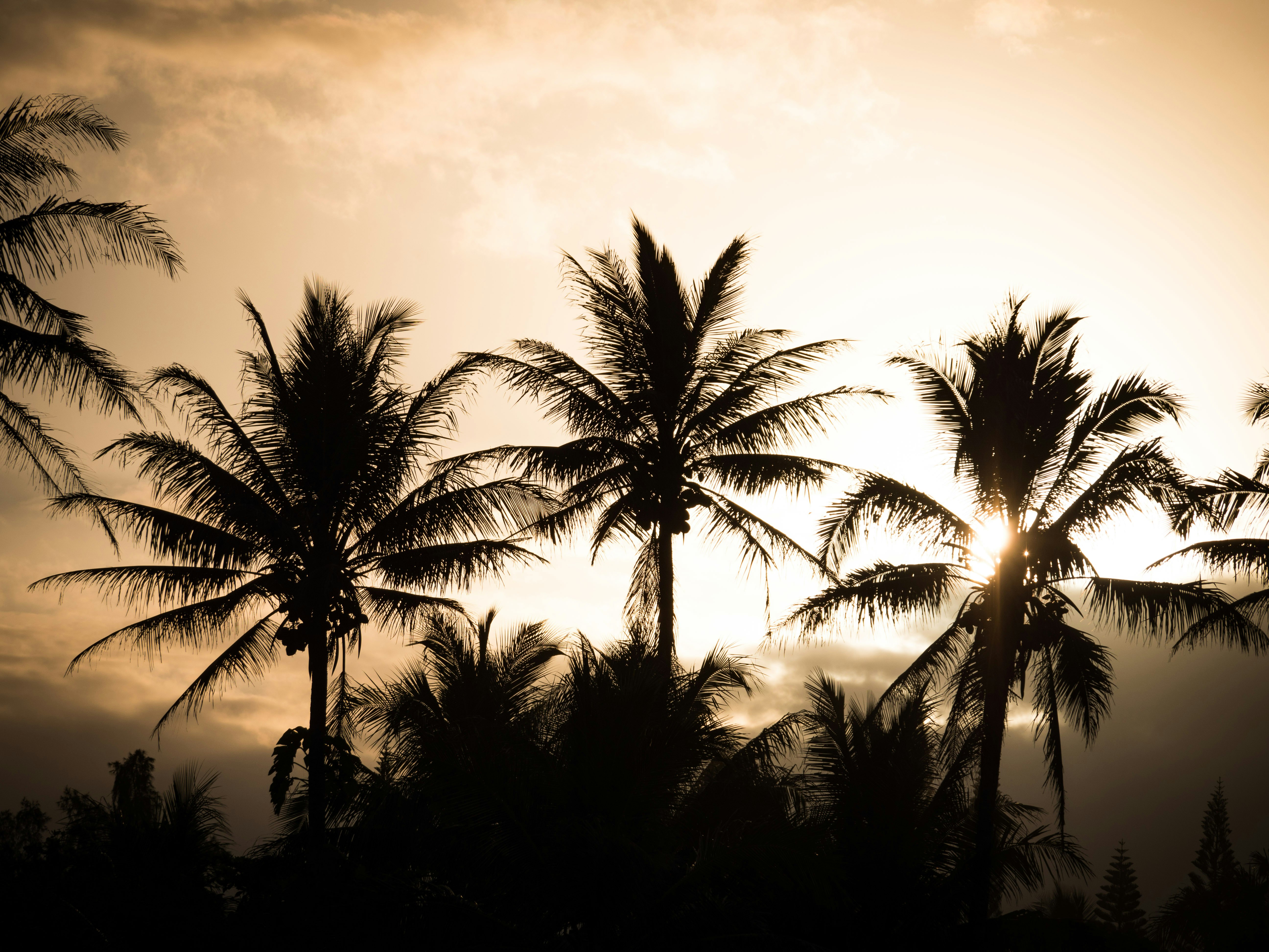 silhouette of palm trees during sunset